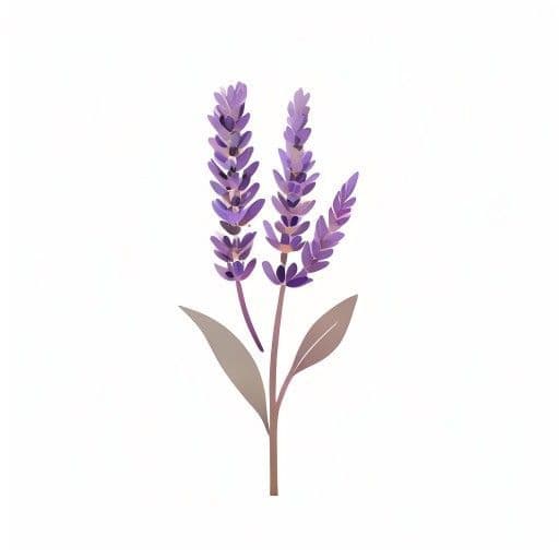 لافندر
